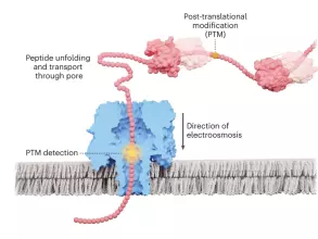 Enzyme-less peptide PTM detection