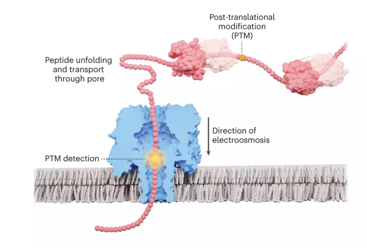 Enzyme-less peptide PTM detection
